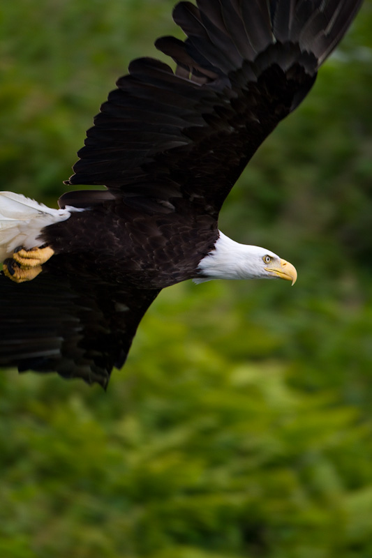 Bald Eagle In Flight